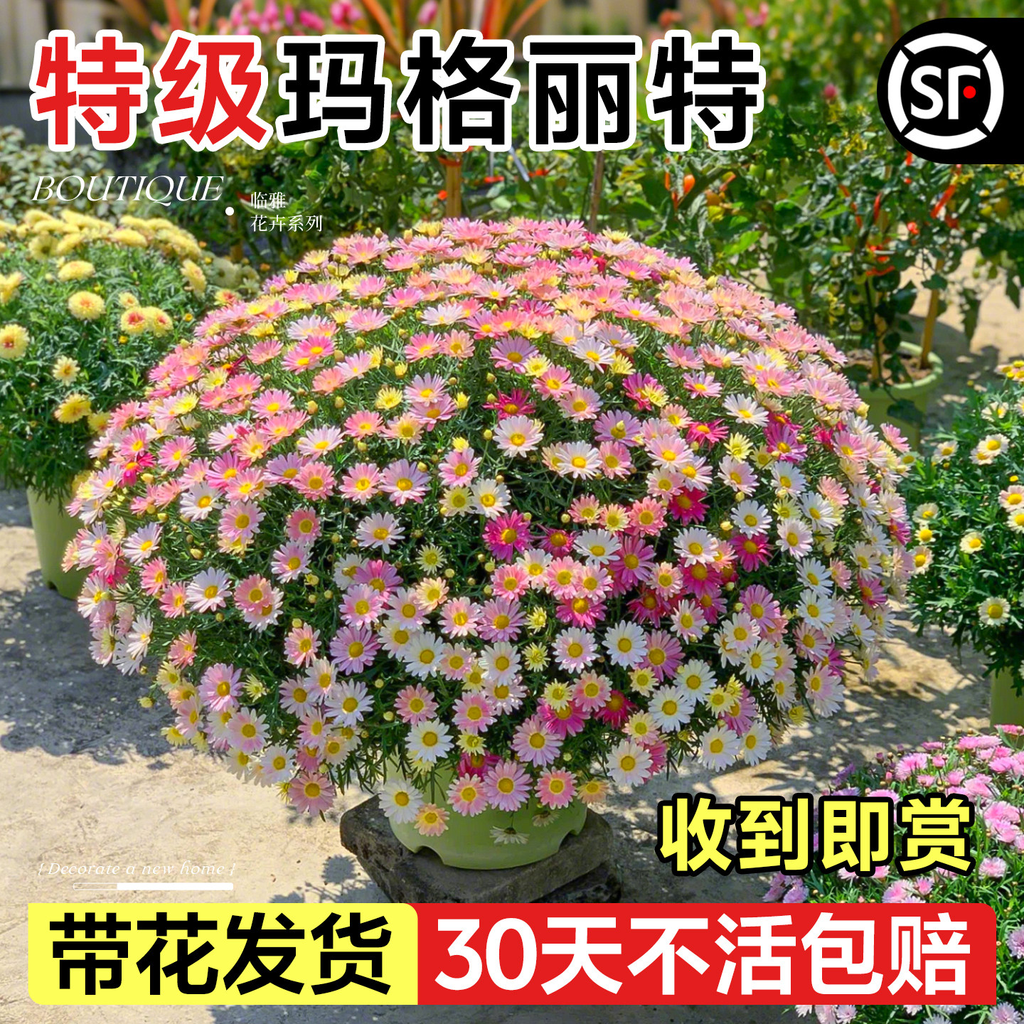 玛格丽特带花盆栽四季花卉植物小雏菊糖果室外阳台花园菊花好养活