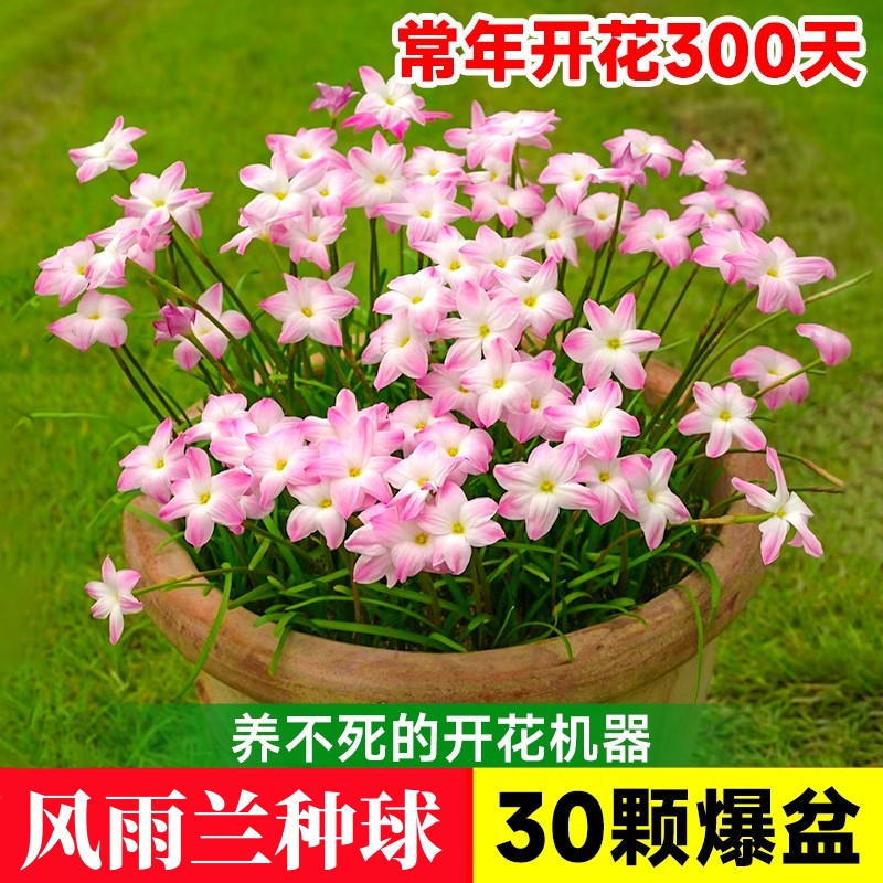 风雨兰种球宿根多年生韭兰种球四季开花耐旱植物室内阳台庭院盆栽