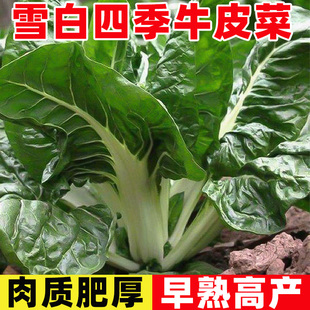 雪白四季厚皮菜种子牛皮菜种籽秋冬种植根达菜大叶红根达菜种孑苗