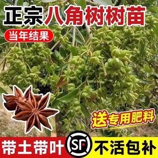广西八角大料树苗大红罗马嫁接大苗盆栽食用大料茴香树南北方种植