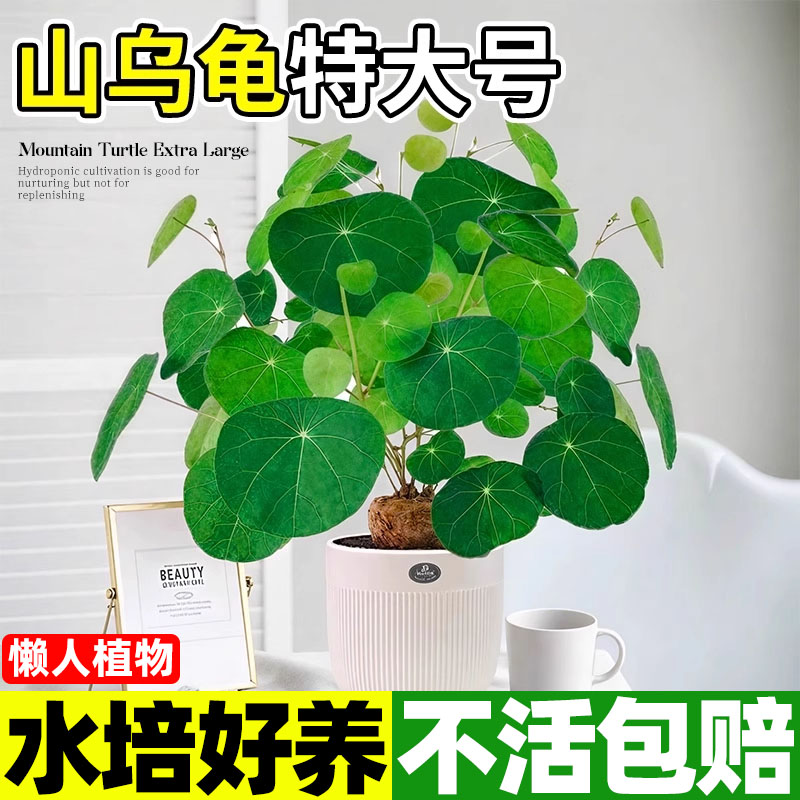 特大号山乌龟观叶好养绿植物大球