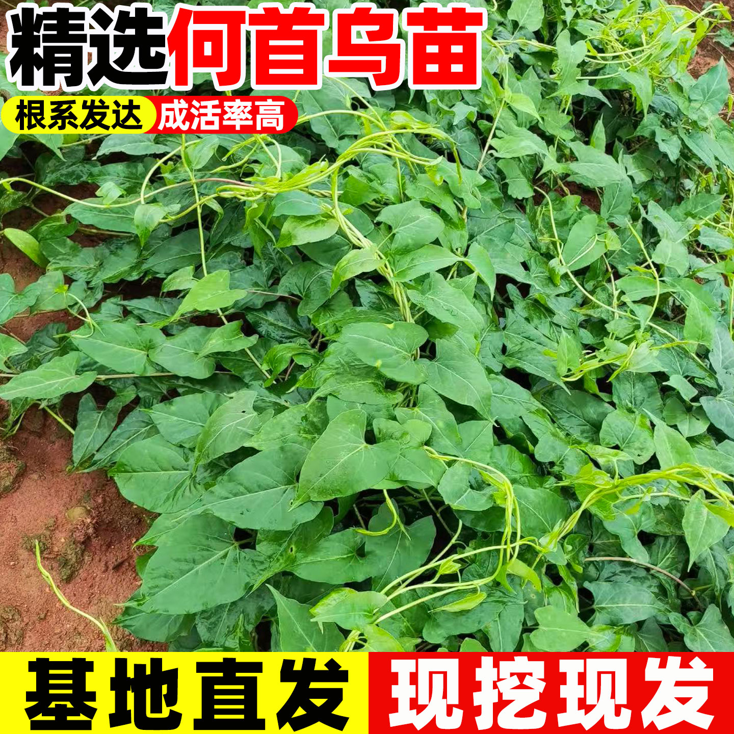 何首乌苗种植苗耐寒何首乌种植苗