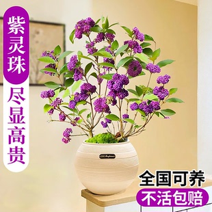 紫珠盆栽带果盆景花树庭院耐寒好养花卉绿植室内外植物桌面多年生