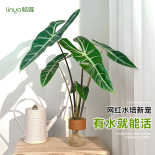 银脉剑叶海芋水培植物热带水生水养高端办公室内好养客厅桌面绿植