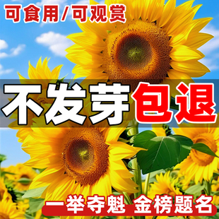 向日葵种子孑高杆一举夺魁盆栽室外庭院易活观赏切花食用葵花种籽