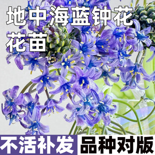 地中海蓝钟花苗盆栽进口蓝宝石阳台庭院四季好养绿植球根耐寒花卉