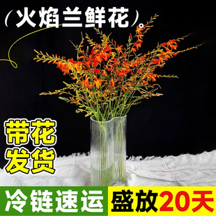 火焰兰鲜花云南基地直发花期长好养的鲜花顺丰次日达水养家用插花