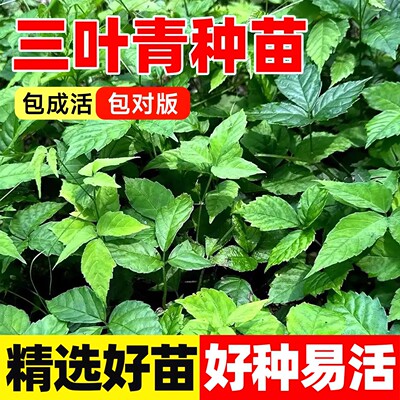 三叶青苗中药材苗好养易活金线