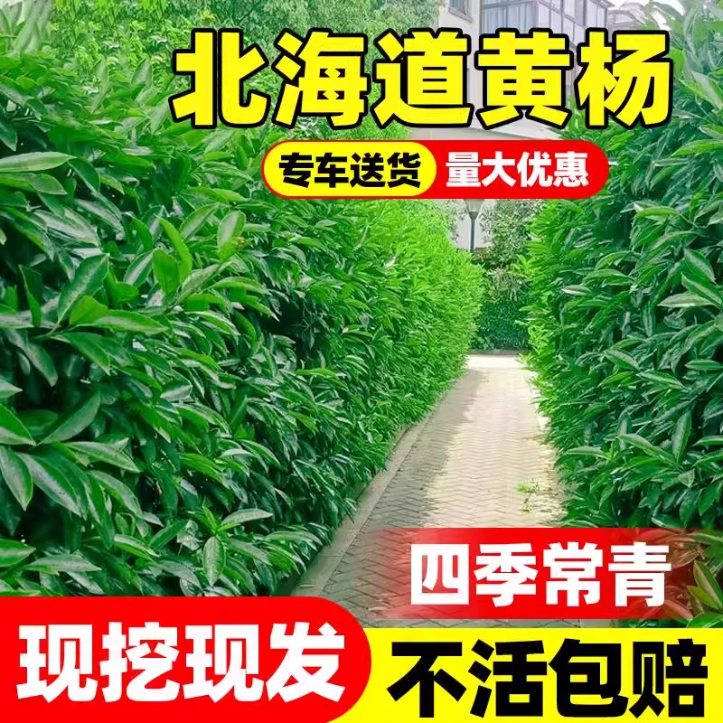 冬青树苗法国北海道黄杨直