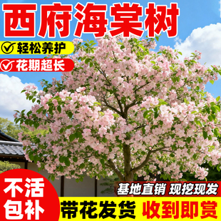 高杆西府海棠树苗庭院盆栽地栽四季易活大型风景树垂丝海棠树果苗