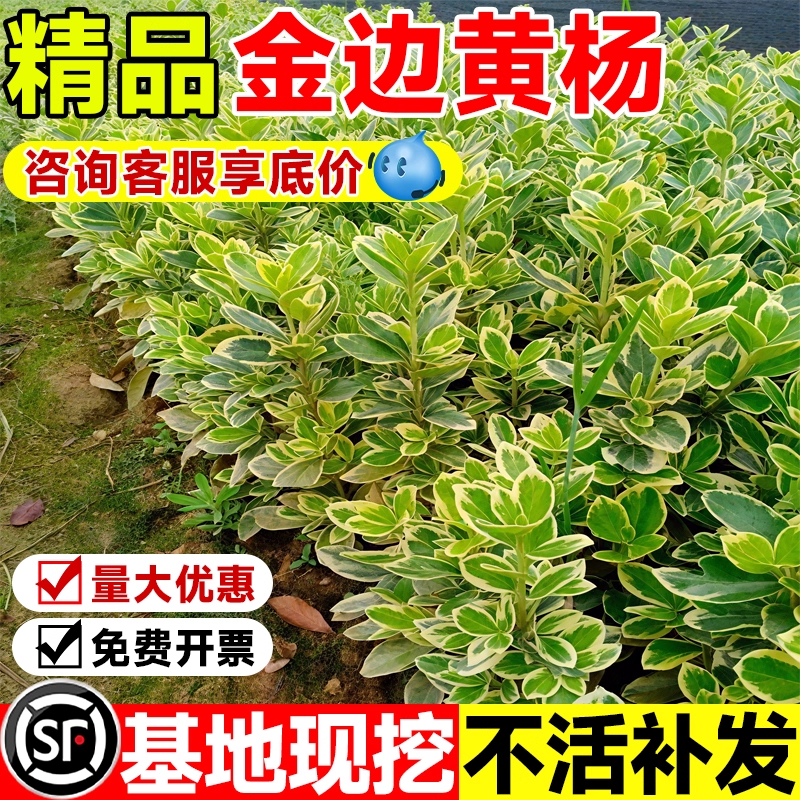 金边黄杨树苗木瓜子黄杨盆景球形造型庭院地栽四季绿化园林工程苗