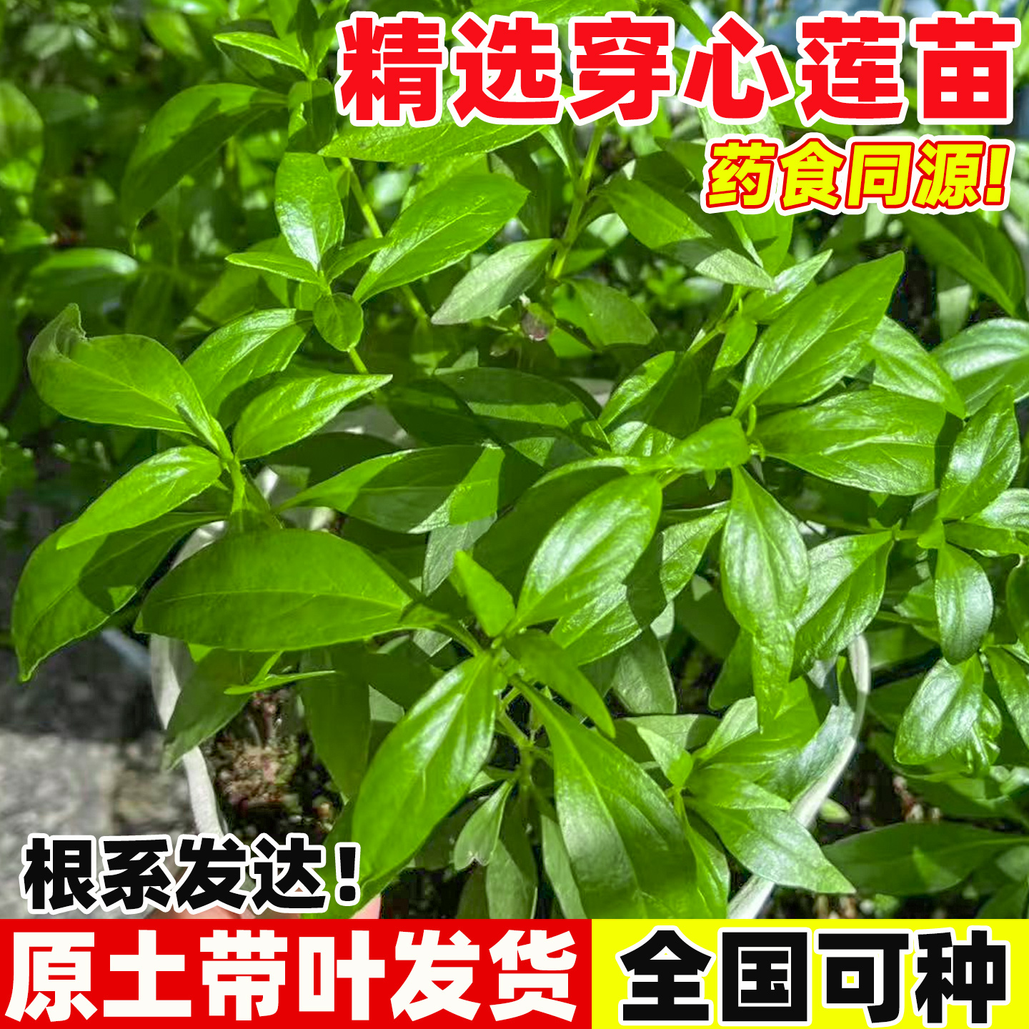 穿心莲苗子可食用春夏四季阳台