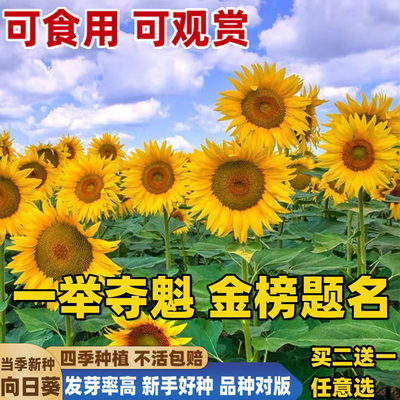 向日葵种孑大全食用观赏