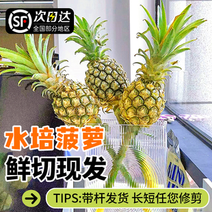 云南水培小菠萝植物观果绿植水养动感光菠香蕉鲜切花食用室内插花