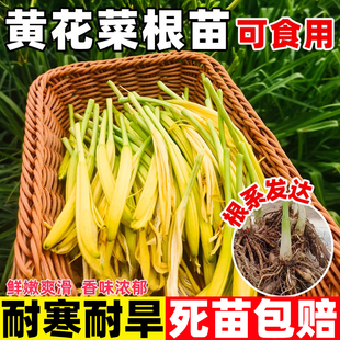黄花菜根苗高产金针黄花菜种苗金针花种苗庭院阳台种植黄花菜幼苗
