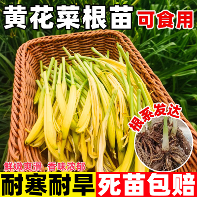 黄花菜根苗高产金针黄花菜种苗