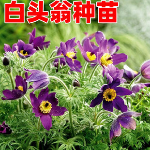 白头翁花苗花种子苗四季种阳台庭院开花室内外易种活盆栽植物花卉