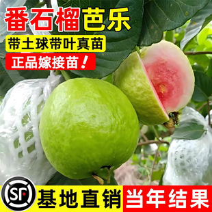 正宗无籽甜番石榴苗嫁接果苗西瓜红心红宝石芭乐苗珍珠白粉心树苗