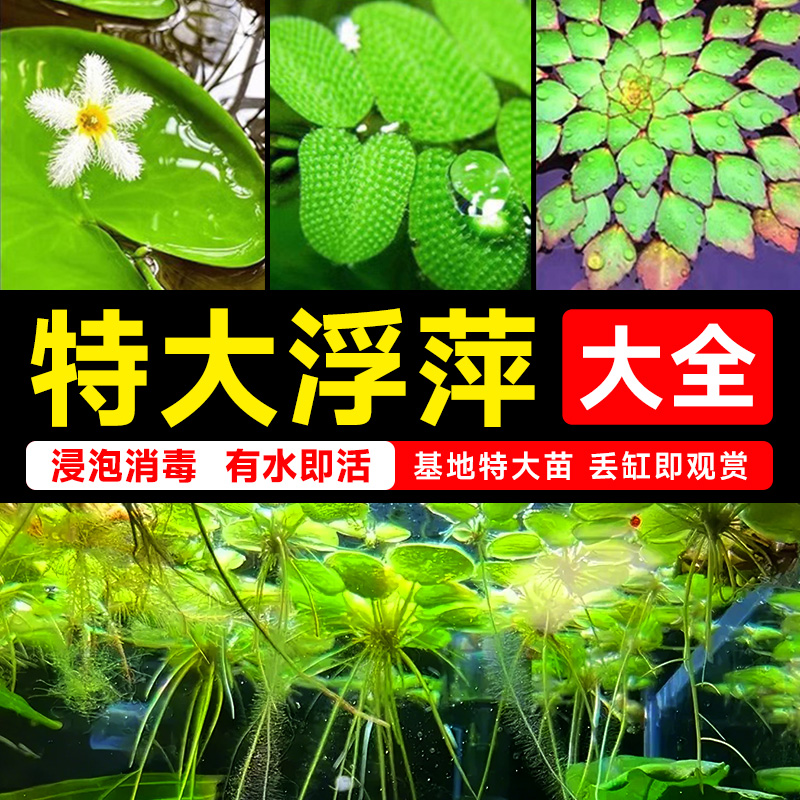 浮萍水草植物水芙蓉水葫芦苗鱼缸造景水培植物和鱼共养冒泡一叶莲