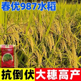 春优987水稻种子糯米香谷稻子优质稻谷种籽大穗长粒高产东北大米