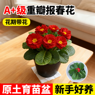 报春花重瓣玫瑰报春盆栽带花苞天竺葵庭院阳台冬季耐寒好养绿化苗