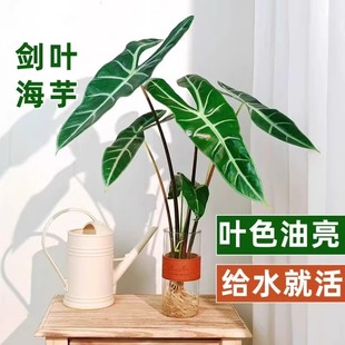 银脉剑叶海芋大仙女海芋绿植水培植物ins风竹芋盆栽四季好养水培