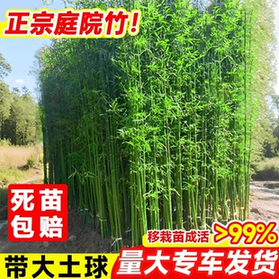 竹子苗紫竹罗汉黄金竹庭院篱笆围栏造景四季绿植盆栽室内竹子盆景
