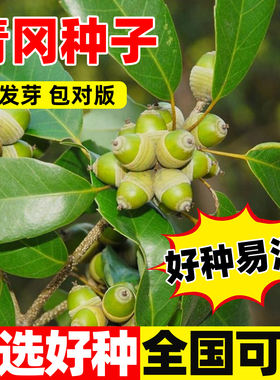 青冈种子景观槲栎气象树苗青冈栎紫心木种籽四季种植易活庭院绿化