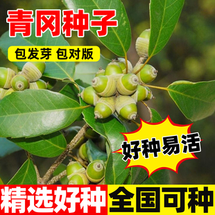 青冈种子景观槲栎气象树苗青冈栎紫心木种籽四季种植易活庭院绿化