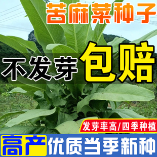 苦麻菜种子曲曲菜种子苦菜子苦葛麻曲麻菜四季播田园庭院蔬菜种籽