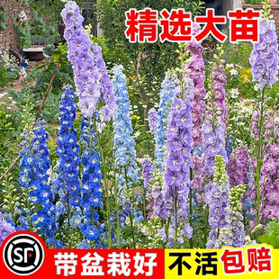 重瓣大花飞燕草花苗盆栽大苗花卉植物阳台室外四季好养活耐热绿植