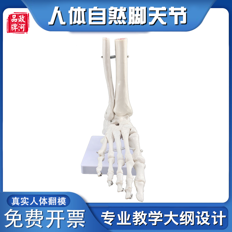 关节医院学校脚部骨架人体模型
