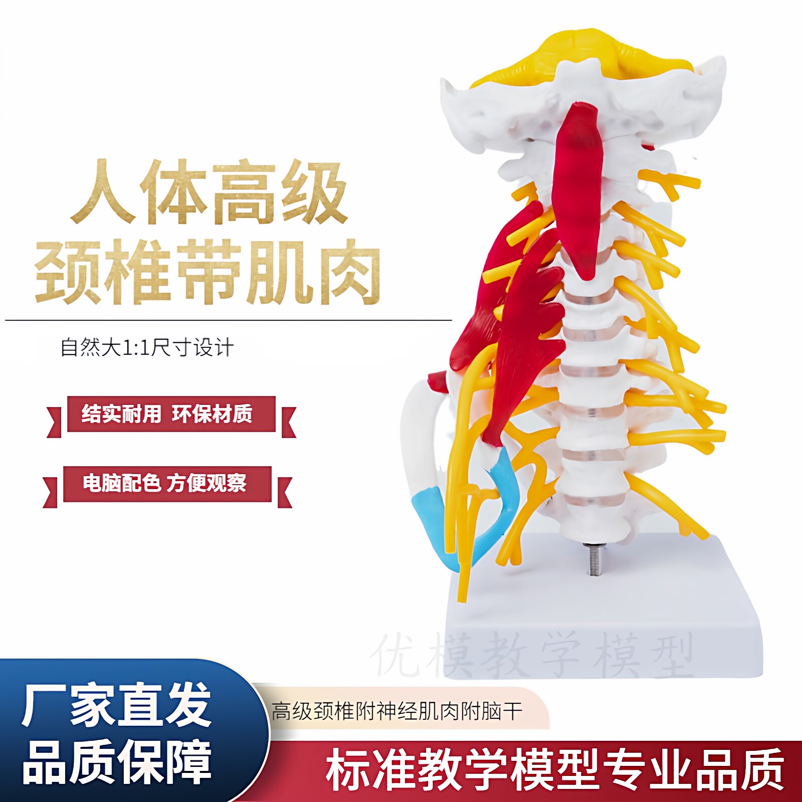 人体颈椎模型带肌肉神经脑干枕骨脊椎脊柱医学教学骨骼模型可拆装