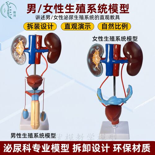 男女性泌尿系统解剖模型生殖器官结构解剖人体肾脏模型可拆装教学