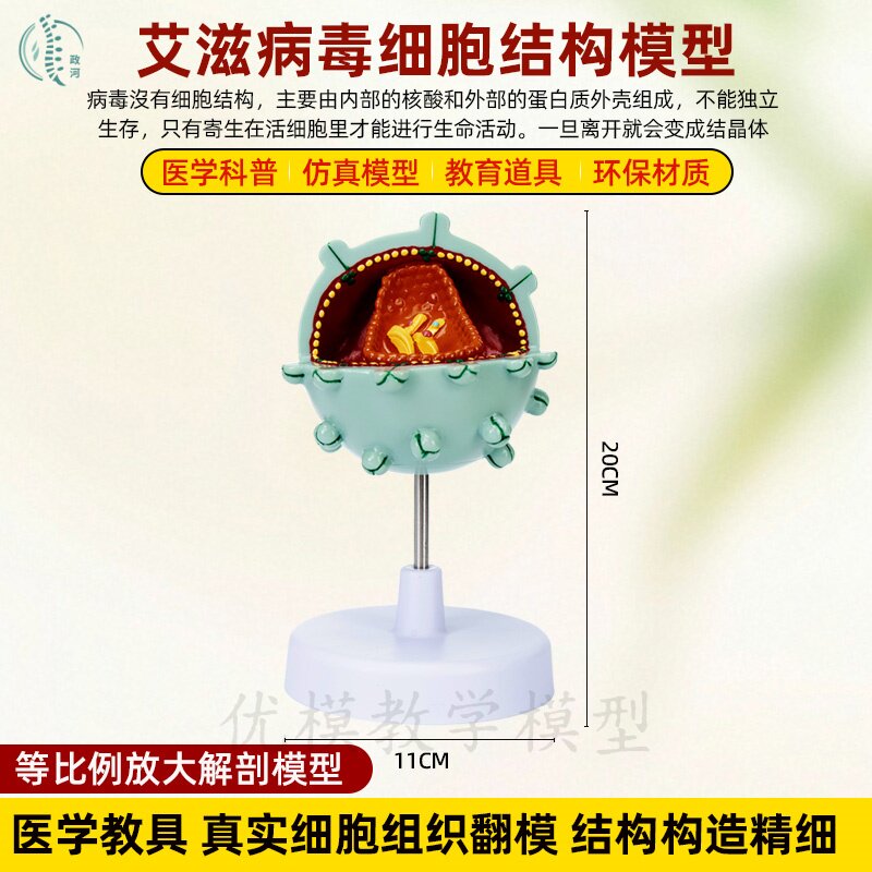 艾滋病毒细胞模型人体教学细胞病变模型艾滋细胞结构放大教学科普