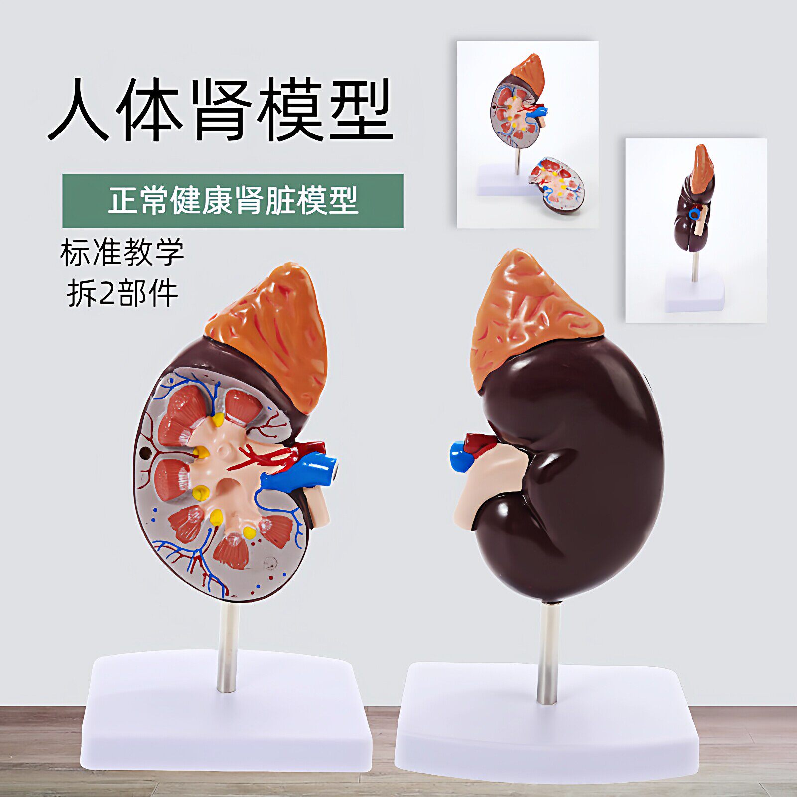 人体肾上腺模型肾脏内脏器官解剖医用教学演示标准可拆卸肾脏模型