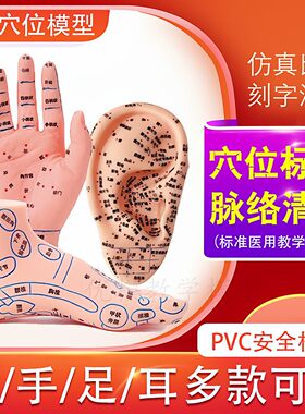 教学版耳穴模型多穴位针灸耳朵穴位模型耳穴模具特大耳模型