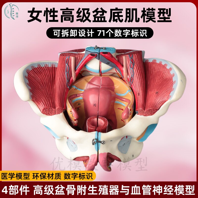 解剖骨盆模型女性骨盆附盆底肌和神经血管带腰椎盆骨生殖器