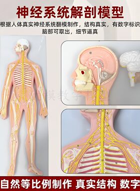 人体神经系统解剖模型 中枢神经脑脊髓 系统解剖中枢神经脑和脊髓