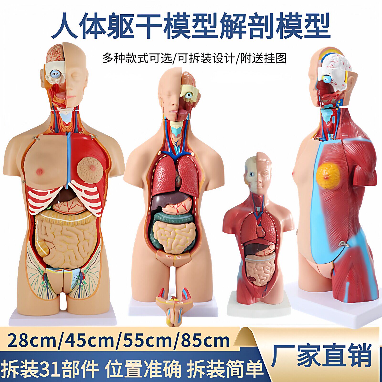 人体解剖模型医用教学医学人体躯干解剖模型人体内脏器官结构模型