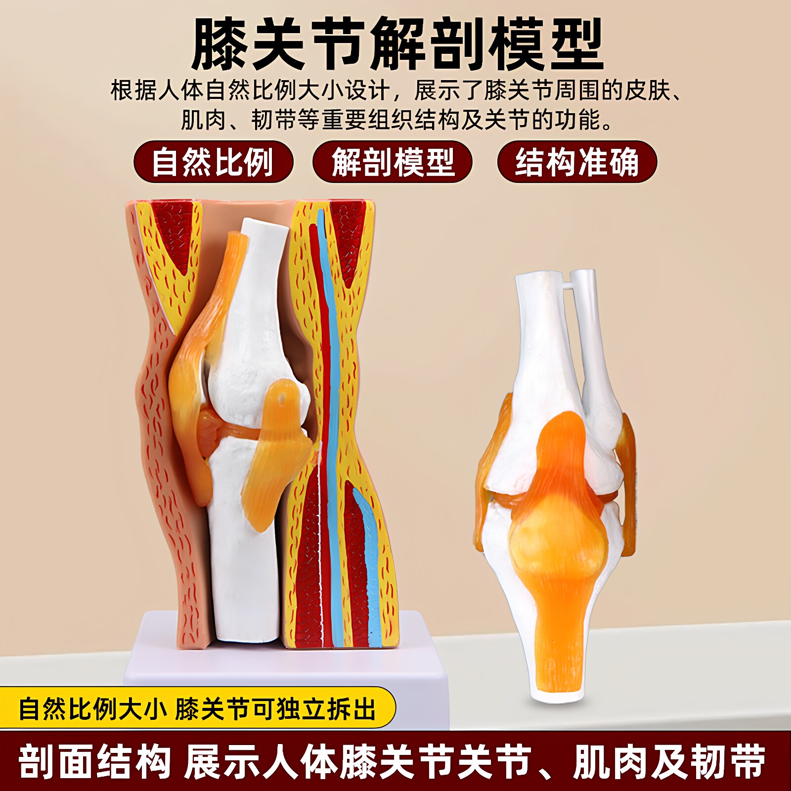 膝关节模型带肌肉韧带膝盖肌腱一比一骨骼康复教学演示用半月板