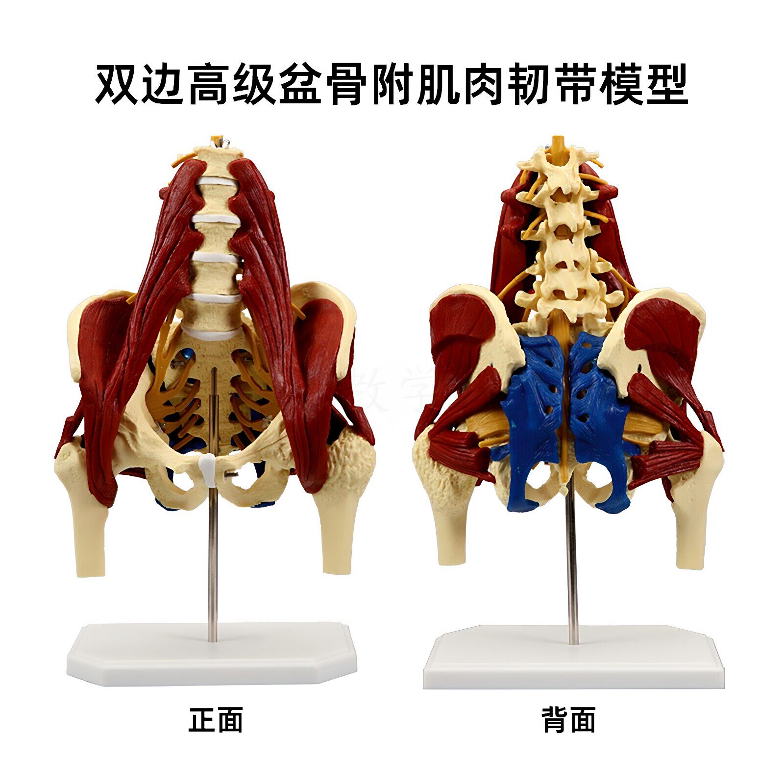 女性骨盆及盆底肌肉模型人体生殖结构解剖产后恢复讲解演示教学