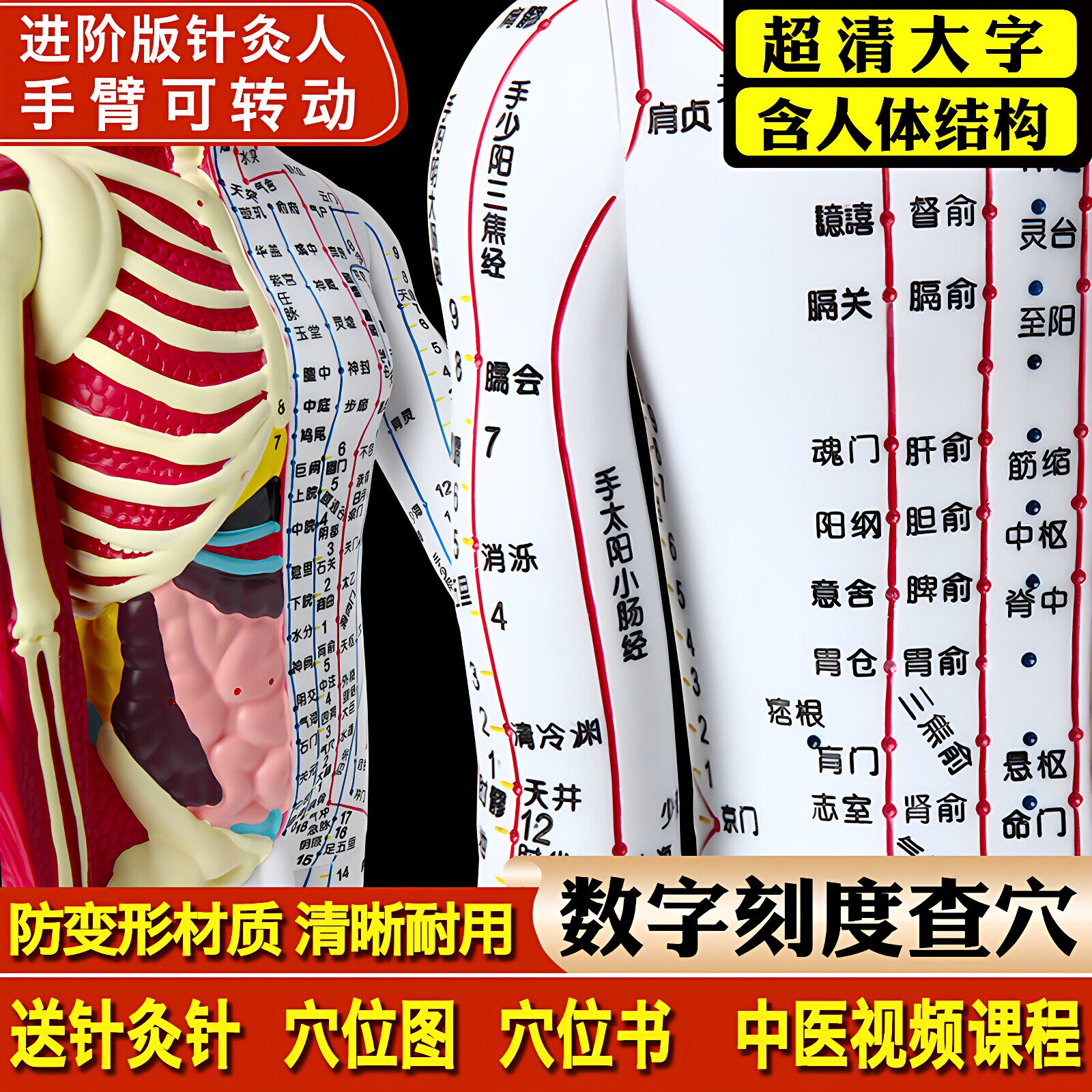政河高品质中医针灸穴位人体模型人十二经络扎针小皮铜人全身玩具