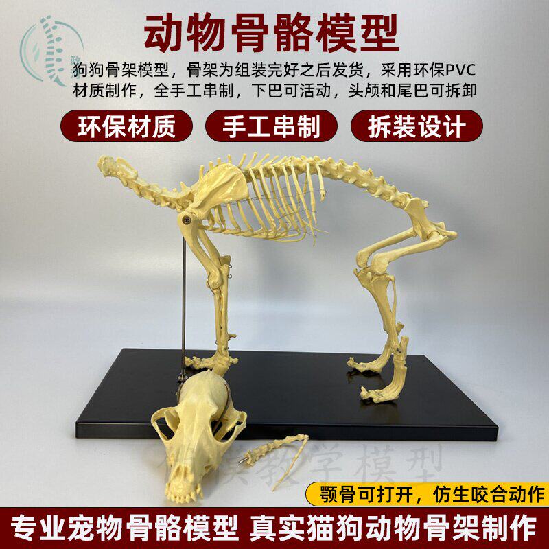 猫狗骨骼骨架模型宠物医院摆件兽医学院校教学演示教具犬骨头猫骨