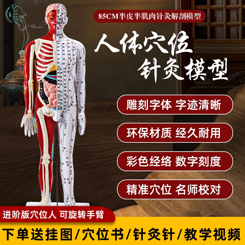 刻字超高清晰人体穴位模型针灸按摩教学模型85CM半皮半肌经络模型
