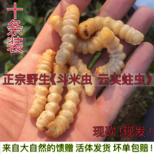 天然野生斗米虫云实蛀虫活体倒钩刺虫高蛋白虫幼虫踏刺虫现抓包邮