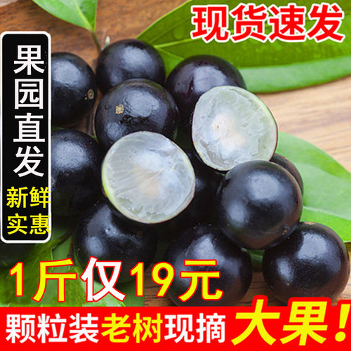 沙巴嘉宝果现摘稀有树葡萄