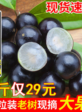 【老果树-口感好】沙巴嘉宝果现摘稀有树葡萄鲜果新鲜孕妇水果