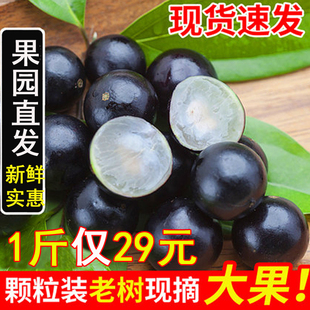 口感好 沙巴嘉宝果现摘稀有树葡萄鲜果新鲜孕妇水果 老果树