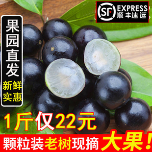 【老果树-口感好】沙巴嘉宝果现摘稀有树葡萄鲜果新鲜孕妇水果